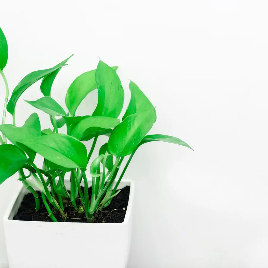 House plant